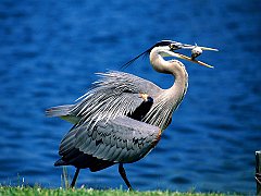 Great Blue Heron